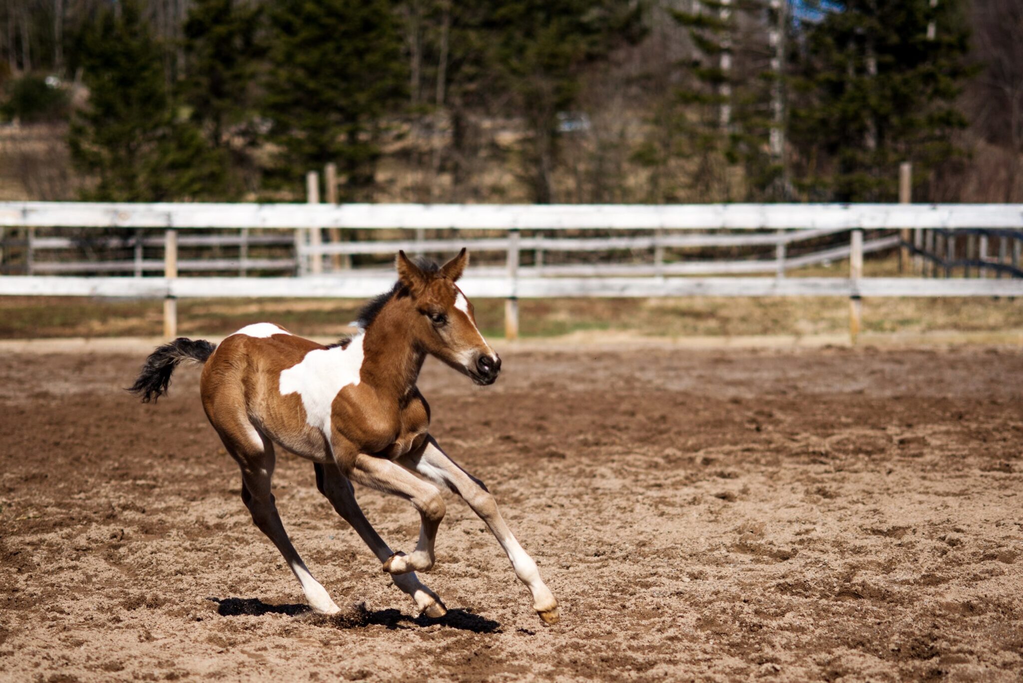Past Sales – Meadow Brook Stables